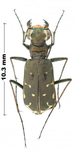 Myriochila melancholica